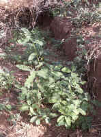 Acacia seedling.jpg (150409 bytes)